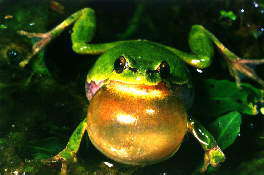 Laubfrosch