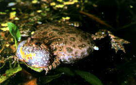 Rotbauchunke